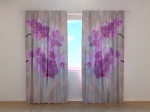 Colibri Orchids 2