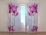 Colibri Orchids