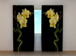 Duet of Bamboo and Orchid