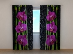 Luxury Orchid
