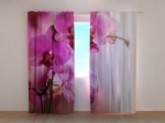 Purple Orchid