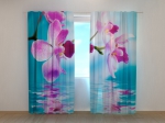 Skyblue Orchids