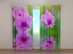 Three Orchids