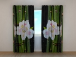 White Orchid and Green Bamboo